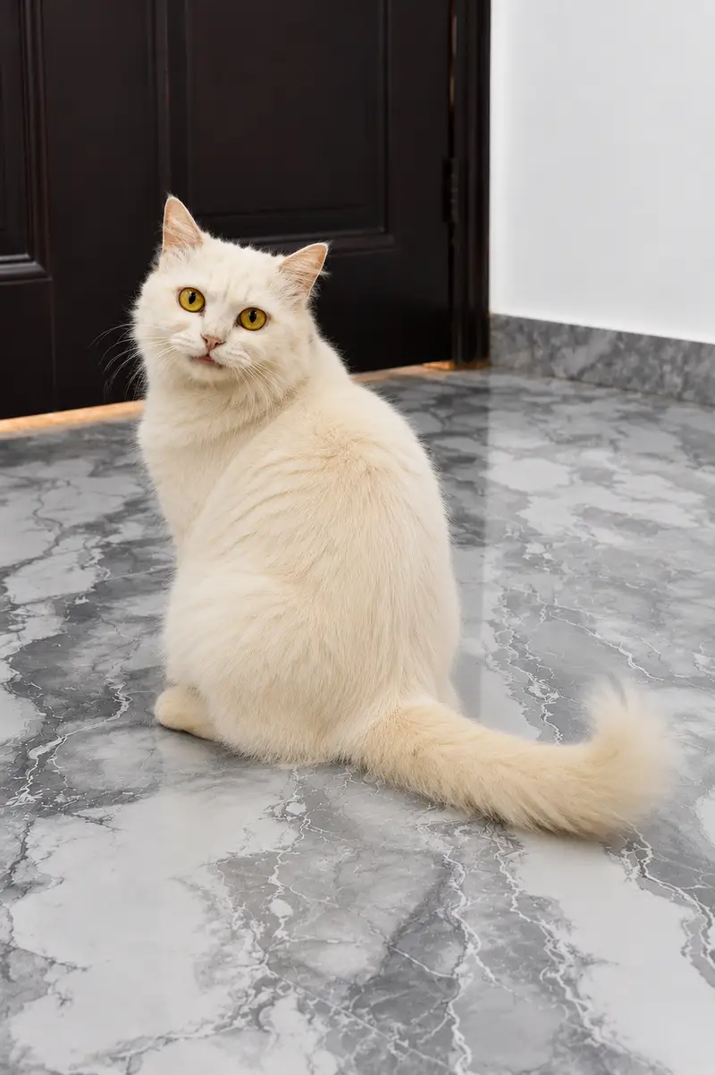 Persian Female Cat for Sale — photo 2