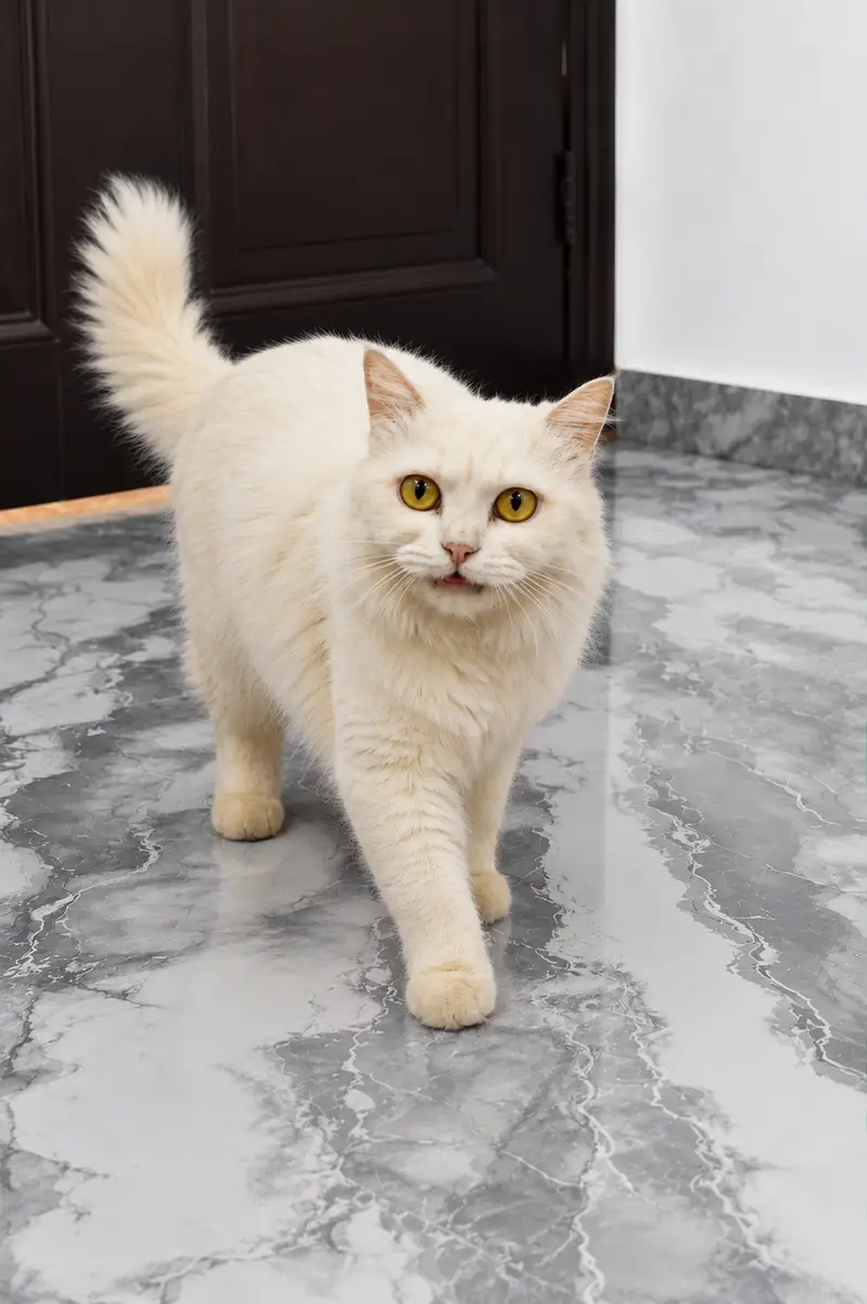 Persian Female Cat for Sale — photo 3