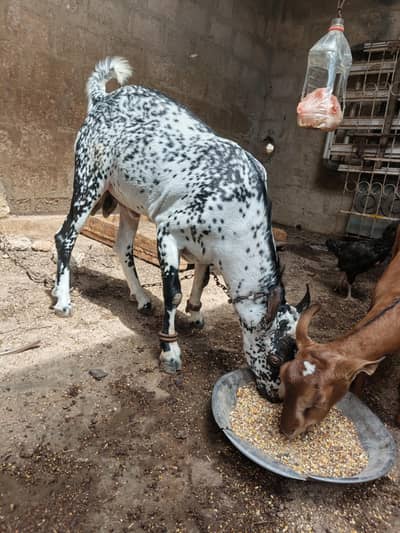 barbari huran bakra bakri male female path