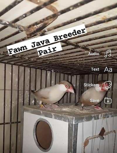 Birds and Cages