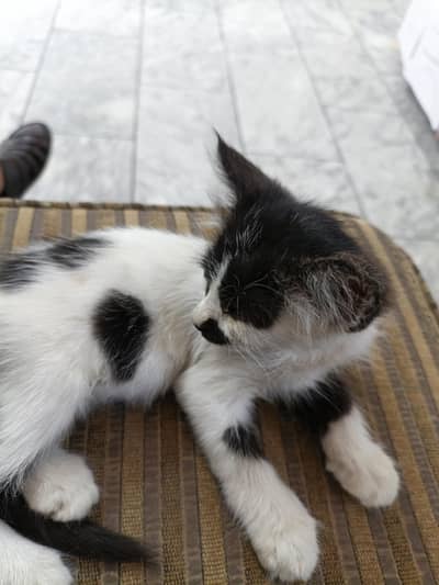 male cat