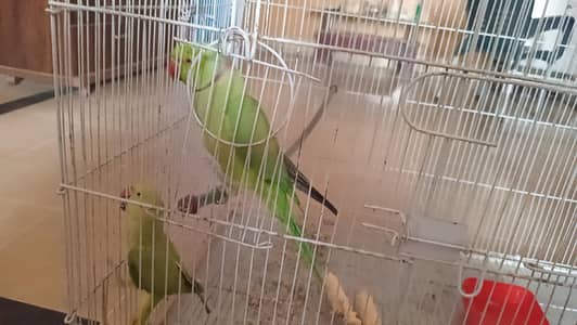Green parrot pair