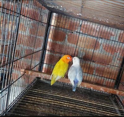 Green Palefellow + Blue Palefellow Breeder Pair
