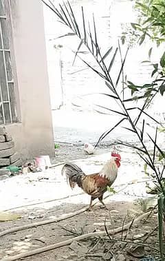 Murgha Zabardast Sehat
