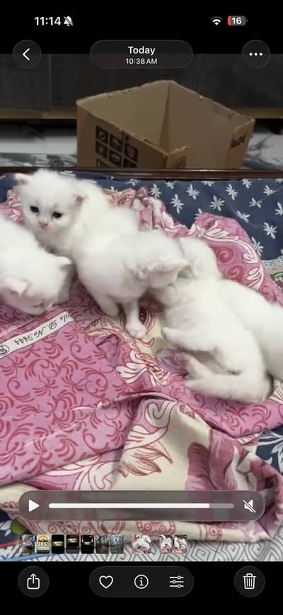 Cat for sale