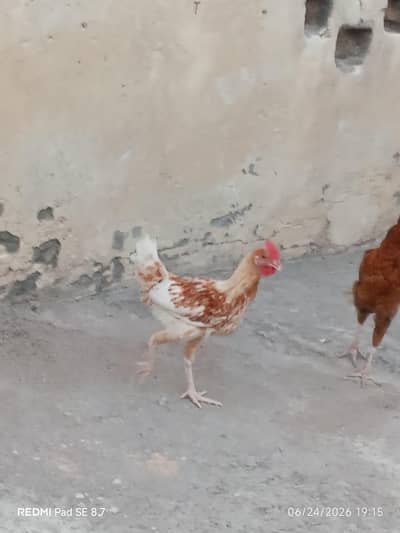 Desi hens