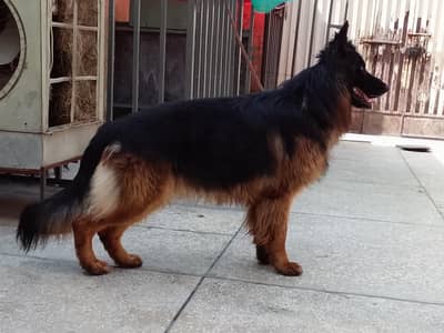 German shepherd pedigree Male 03134111831