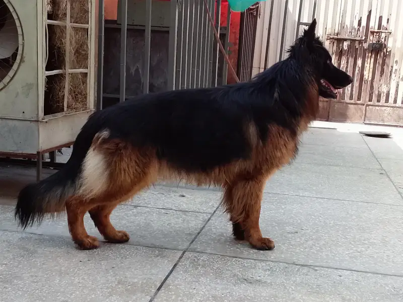 German shepherd pedigree Male 03134111831