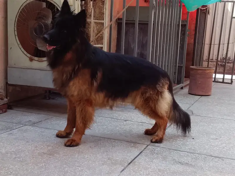 German shepherd pedigree Male 03134111831 — photo 2