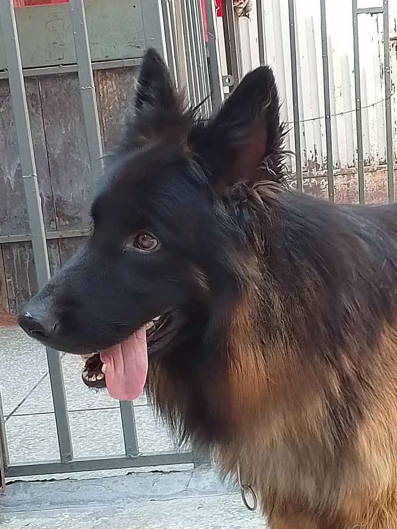 German shepherd pedigree Male 03134111831 — photo 3
