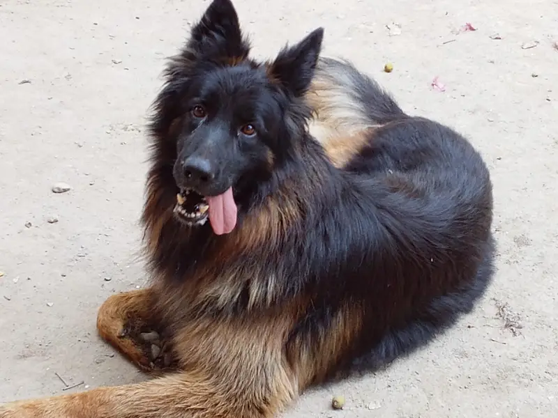 German shepherd pedigree Male 03134111831 — photo 4