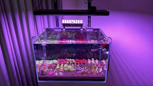 low budget fish aquarium order now