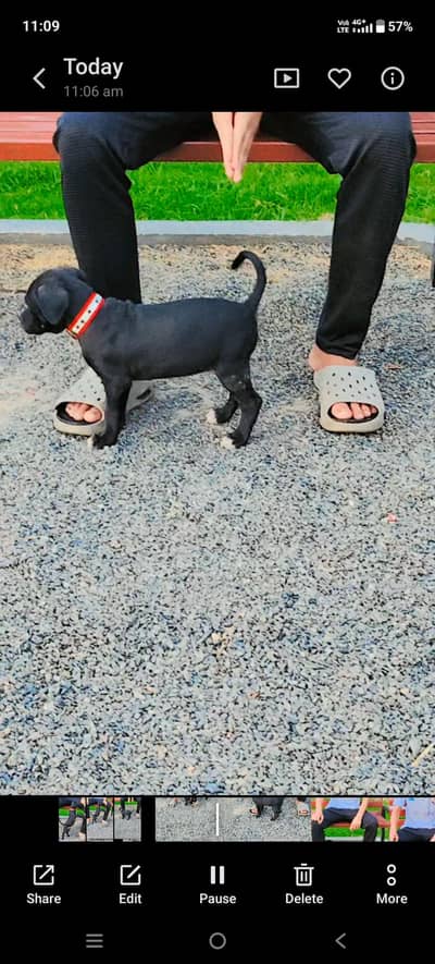 pure bhooli galtair dog 2 months age totally friendly and pure breed
