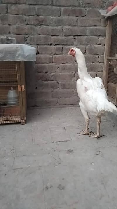 2 paper white Shamo females