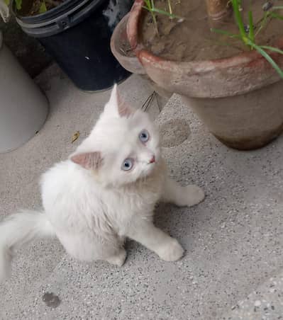 beautiful white Persian cat