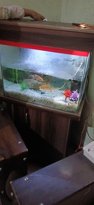 fish setup for sale