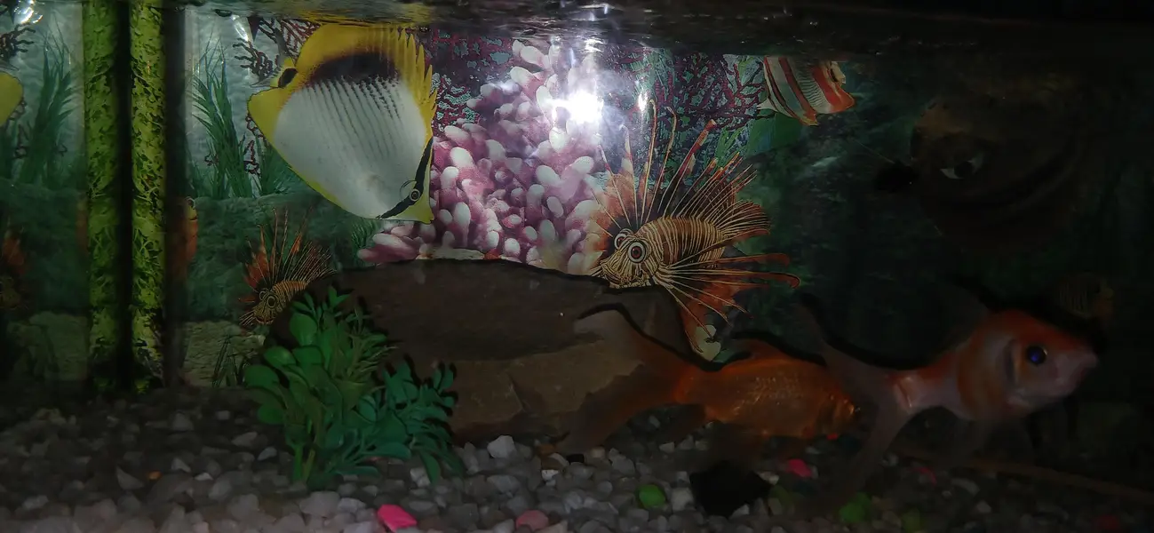 fish setup for sale — photo 2