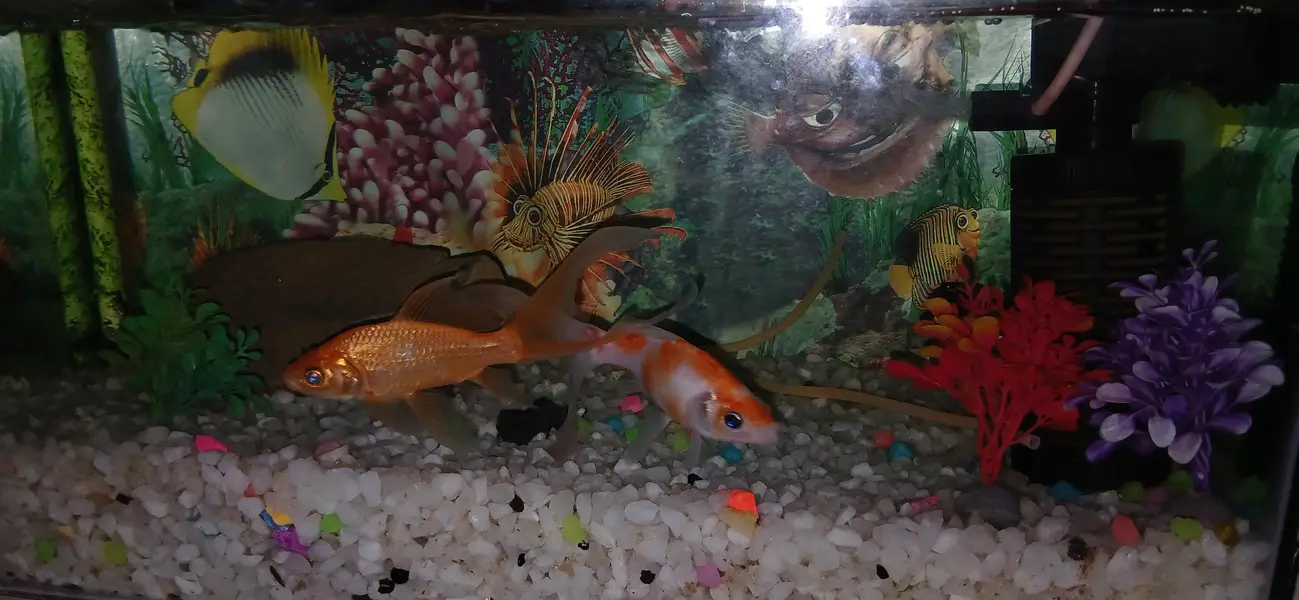 fish setup for sale — photo 3