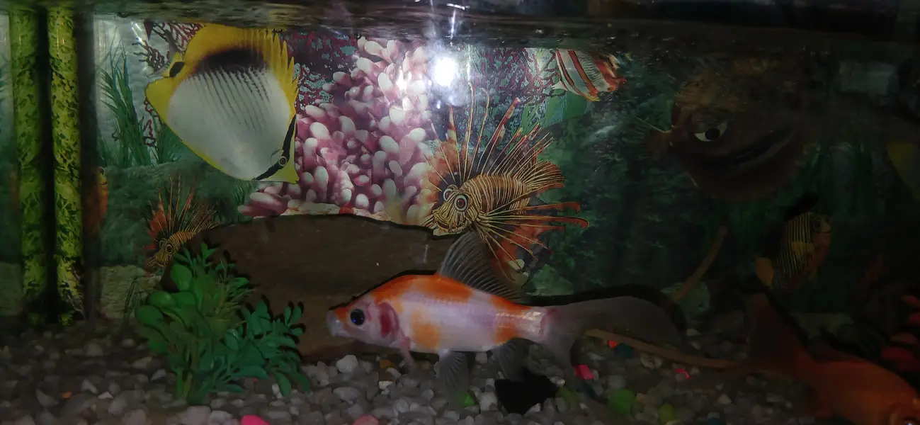fish setup for sale — photo 4