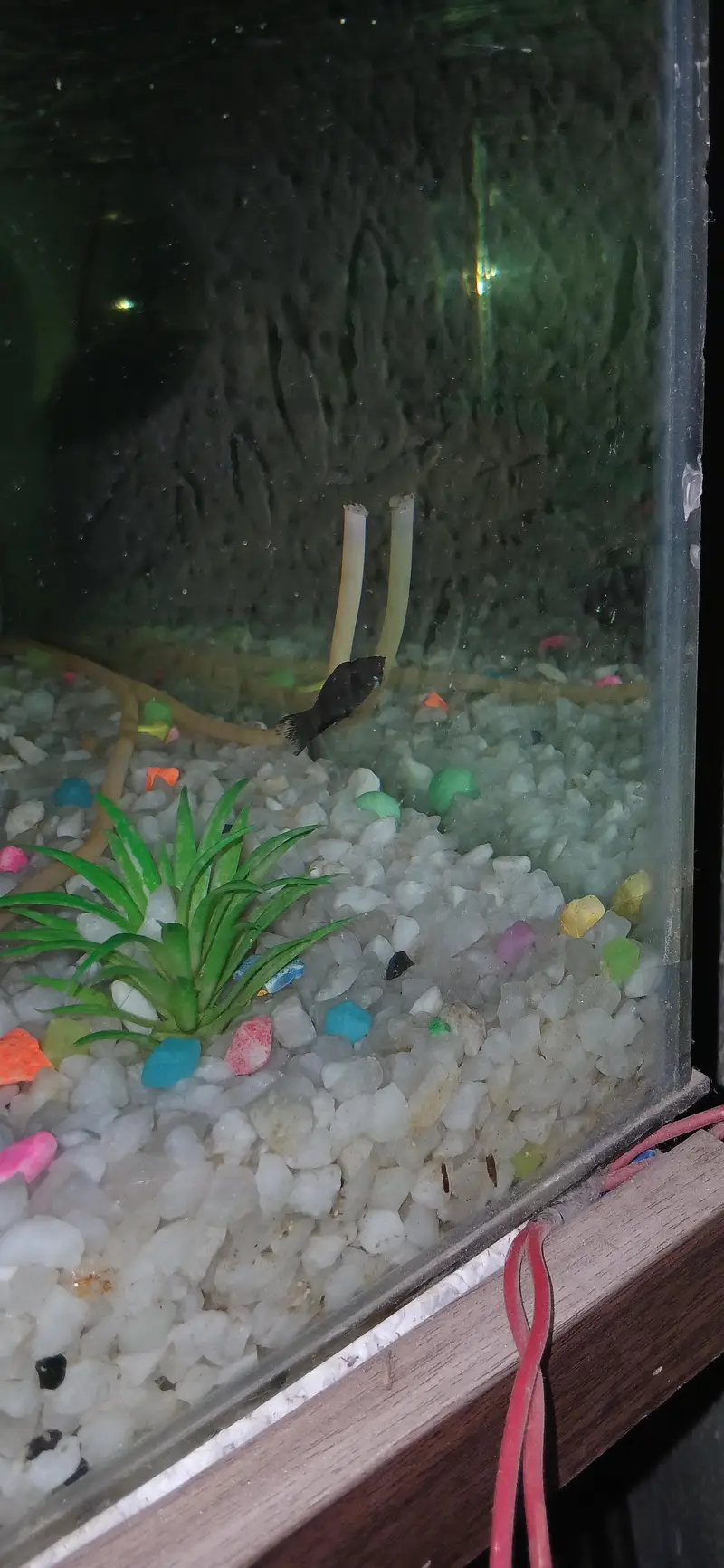 fish setup for sale — photo 5