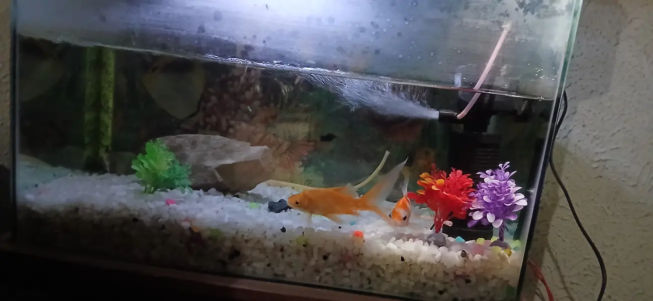 fish setup for sale — photo 6