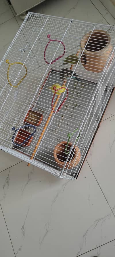 Australian parrot 2 pair