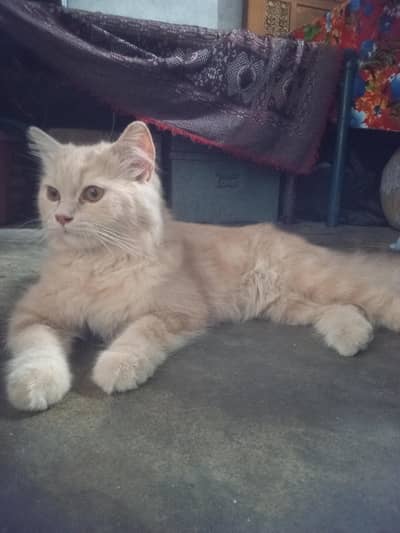 Persian