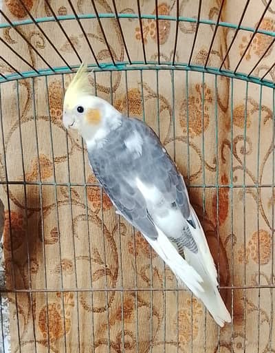 Eno siplit common pied white spotted  03065482407