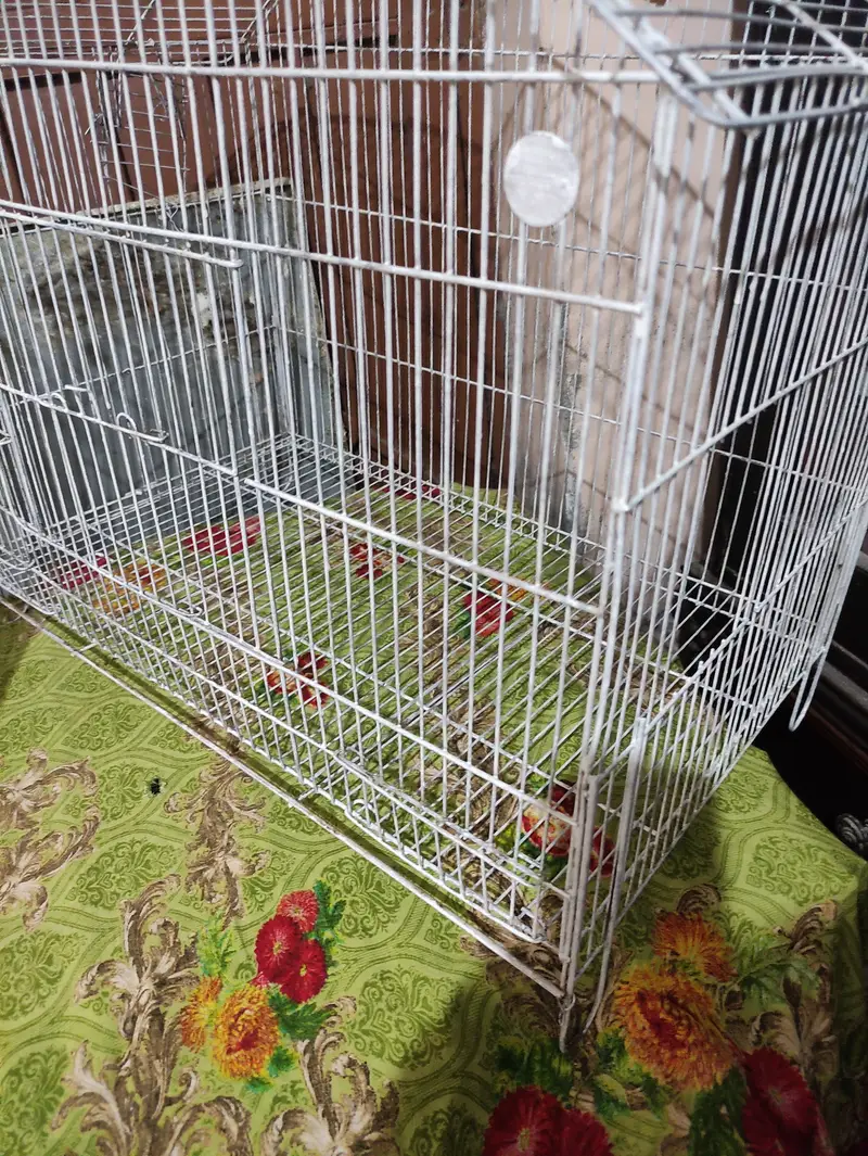 Neat and painted cages total 9 — photo 3