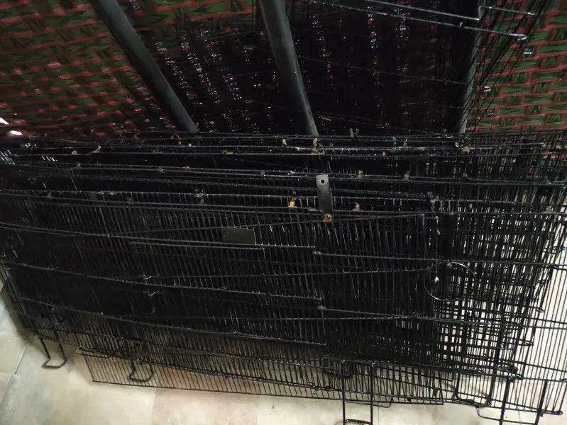 Neat and painted cages total 9 — photo 8
