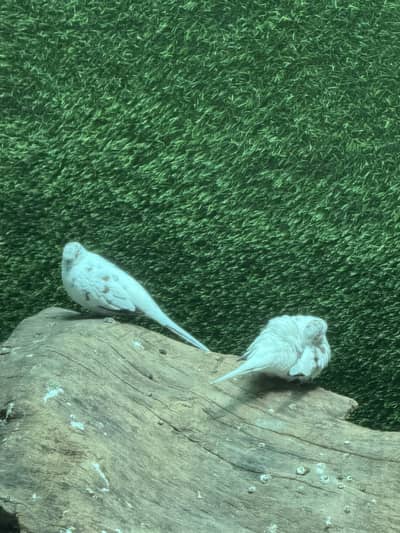 Pied dove pair