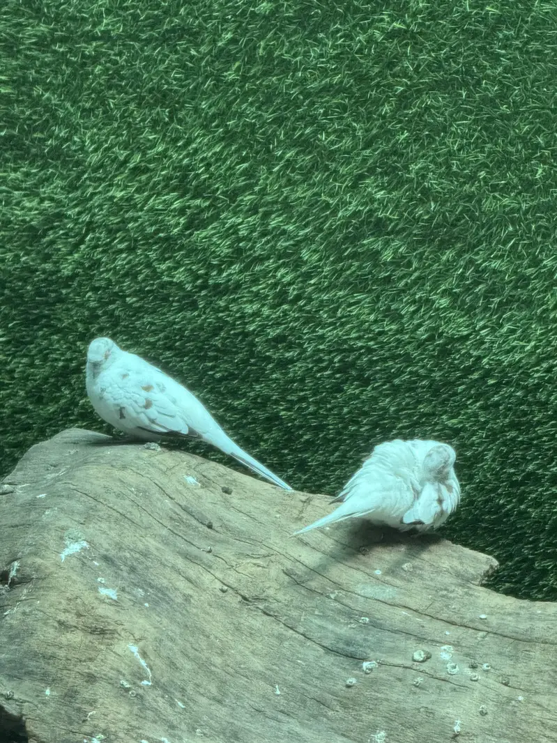 Pied dove pair