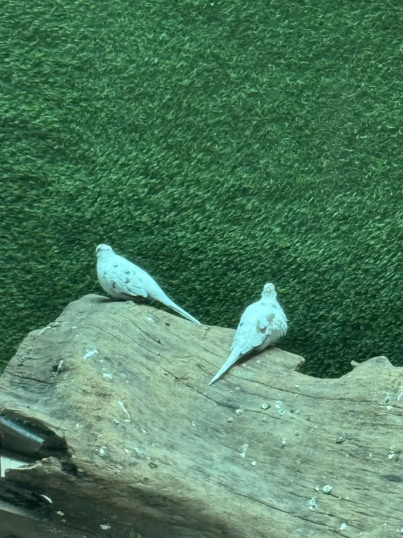 Pied dove pair — photo 2