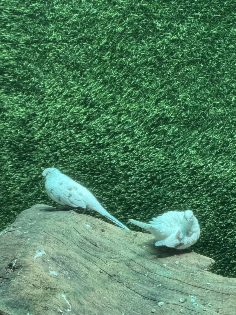 Pied dove pair — photo 3