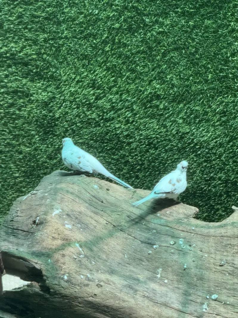 Pied dove pair — photo 4