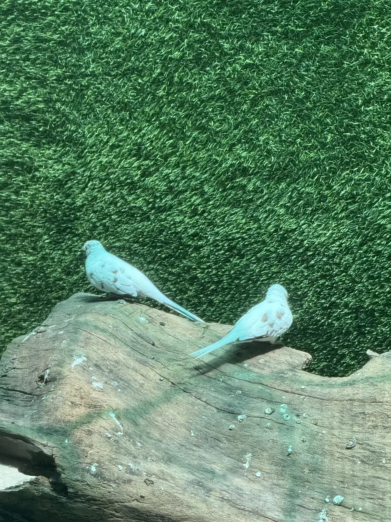 Pied dove pair — photo 5