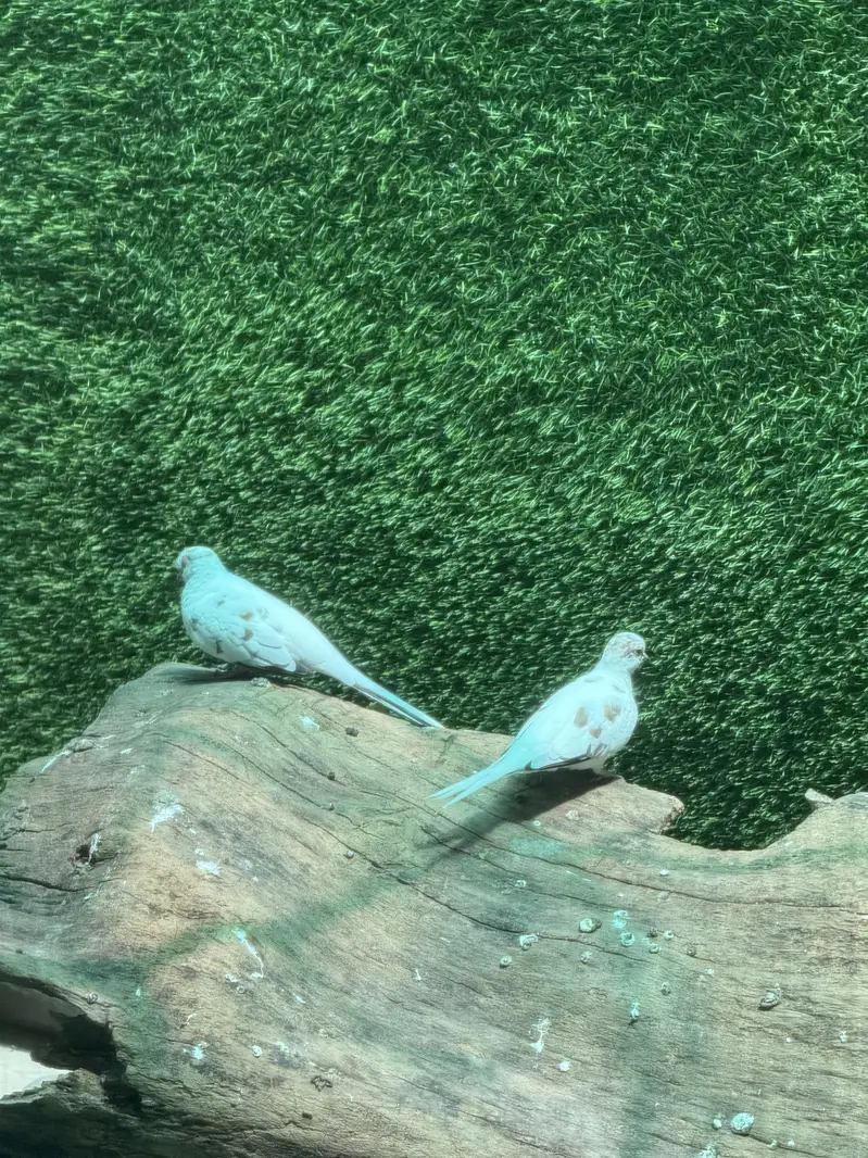 Pied dove pair — photo 6