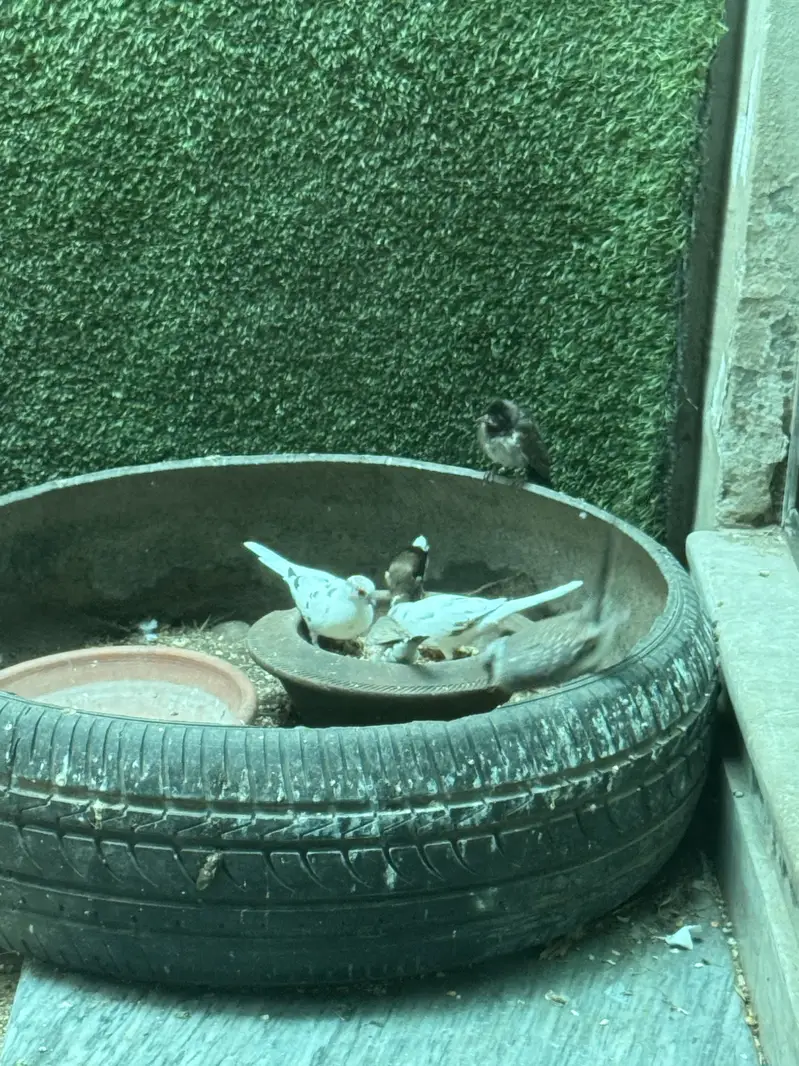Pied dove pair — photo 7
