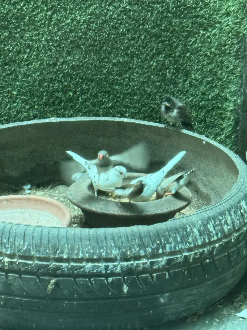 Pied dove pair — photo 8