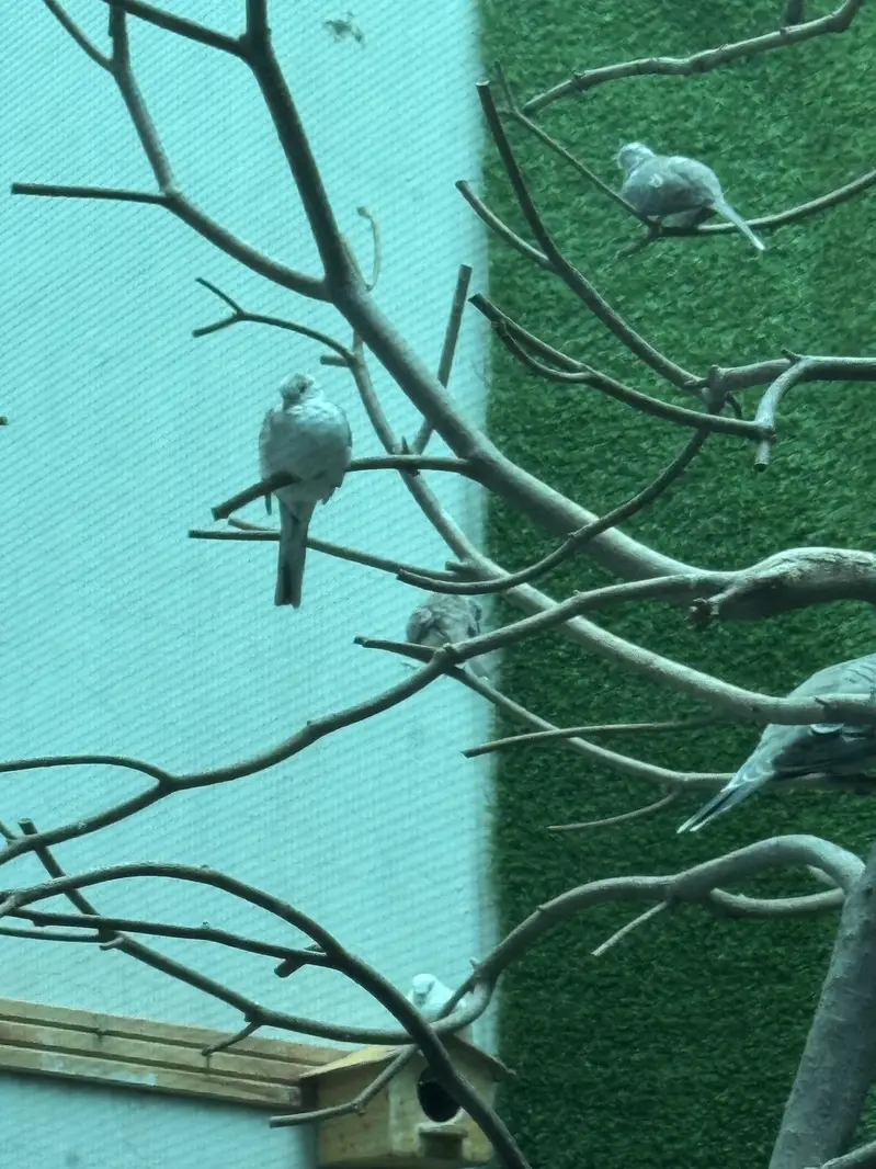 Pied dove pair — photo 9