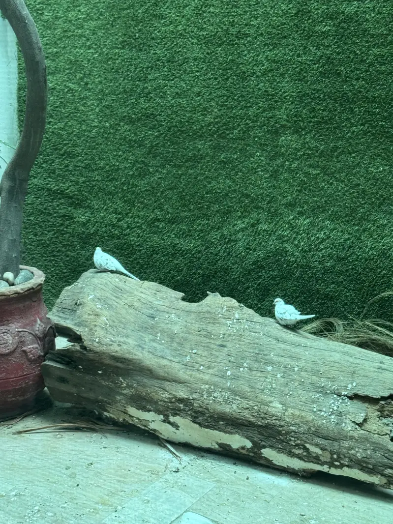 Pied dove pair — photo 10