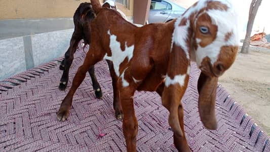 mashallah beautiful kids male bakra