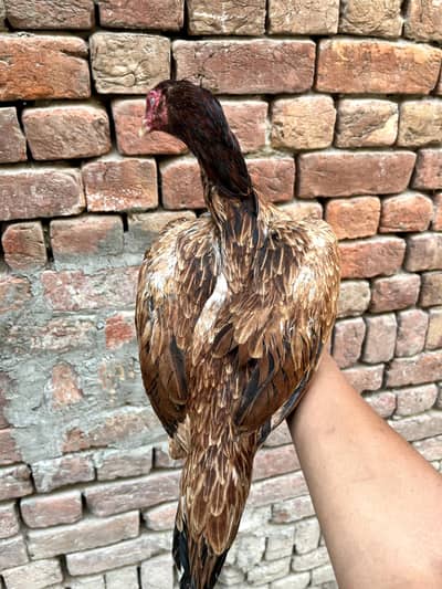 Aseel Mainwali Hen