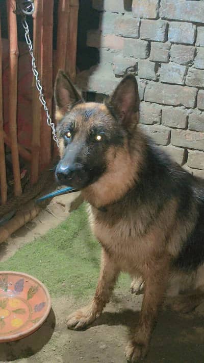 German shepherd