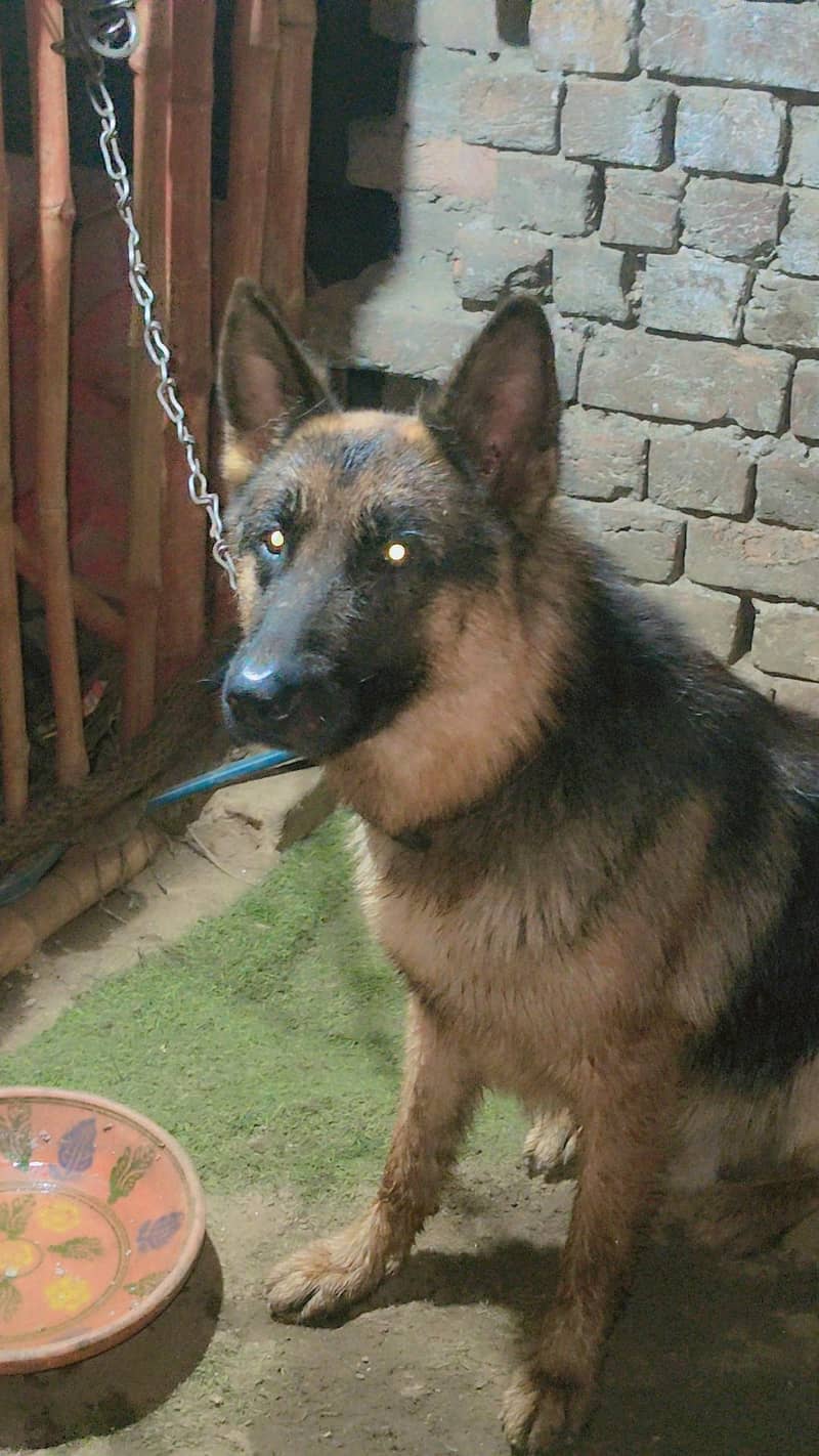 German shepherd 0