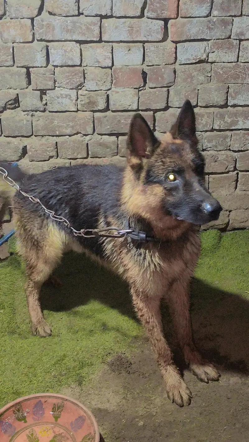 German shepherd — photo 2