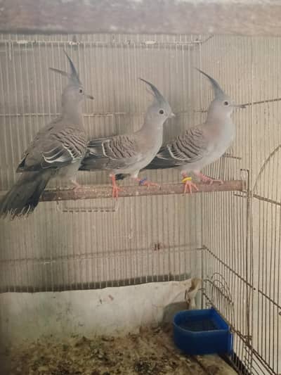 crested doves
