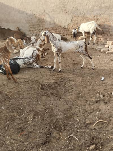 makhi cheeni bakri for sale