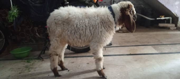 1 month pala he sheep