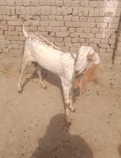makkhi chhina Bakra for sale 03033477978